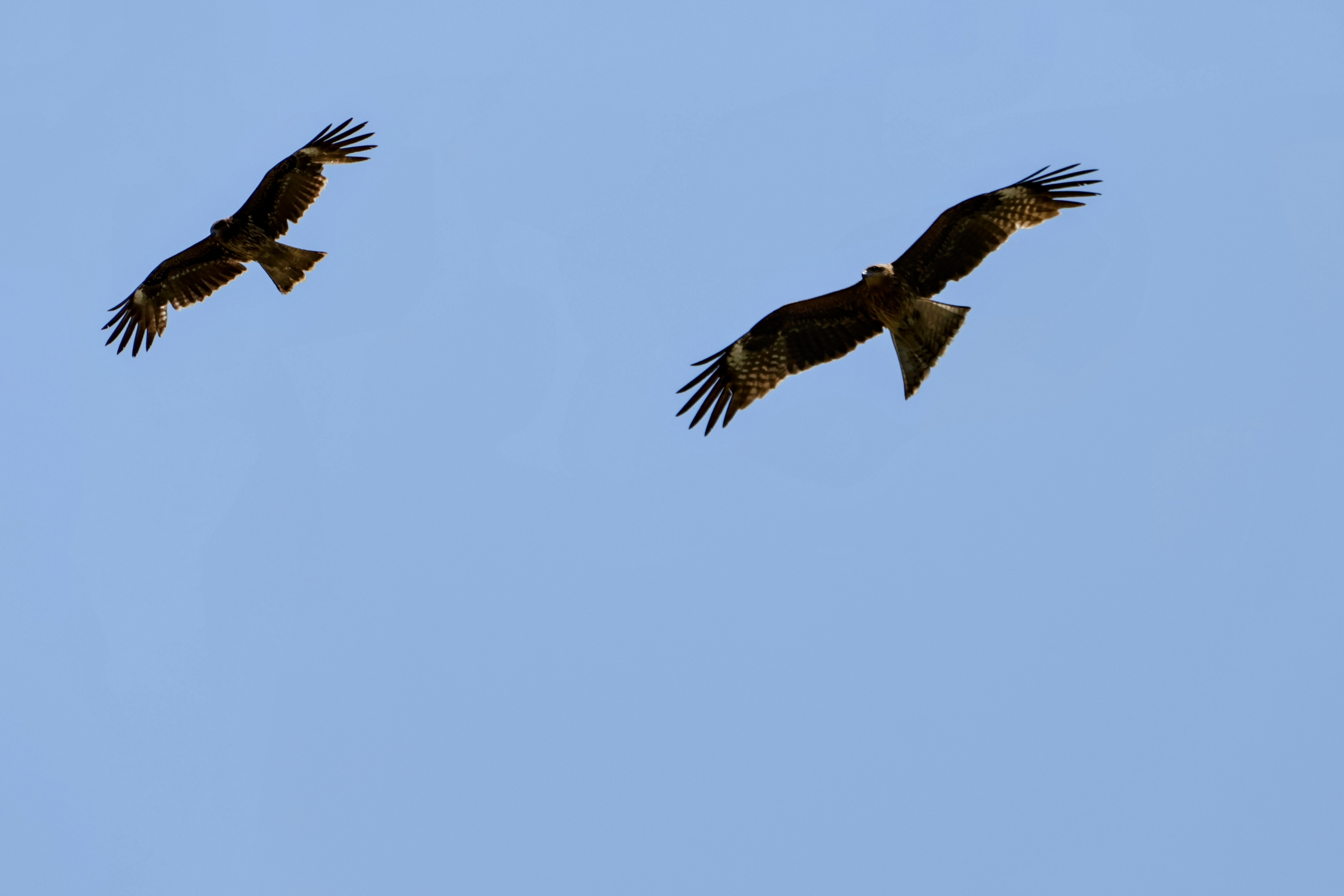 Raptors flying against a blue sky.