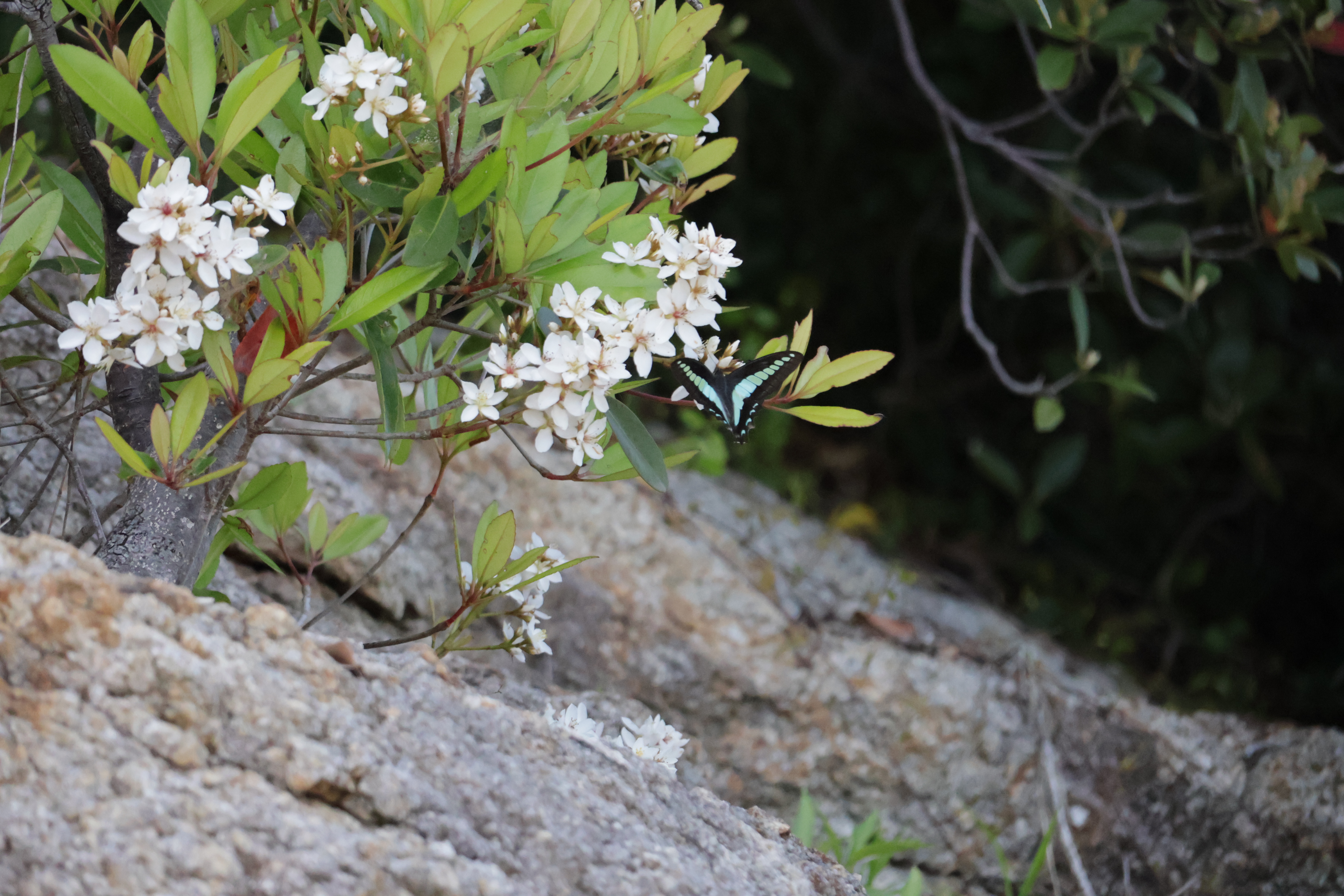 A butterfly visiting a flowering shrub on Takeshima.